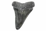 Fossil Broad-Toothed Mako Tooth - South Carolina #214533-1